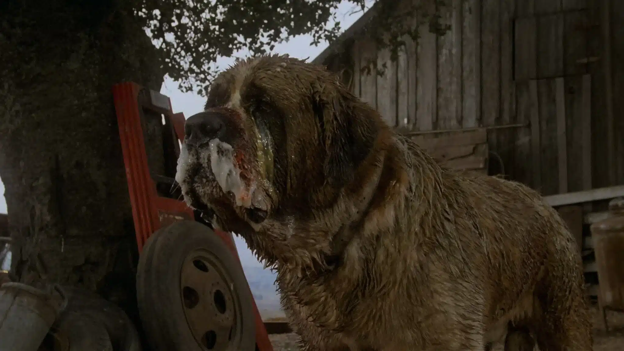45 Years of Cujo - Cujo, foaming at the mouth, stares ahead. It is an image that deserves sympathy as much as fear.
