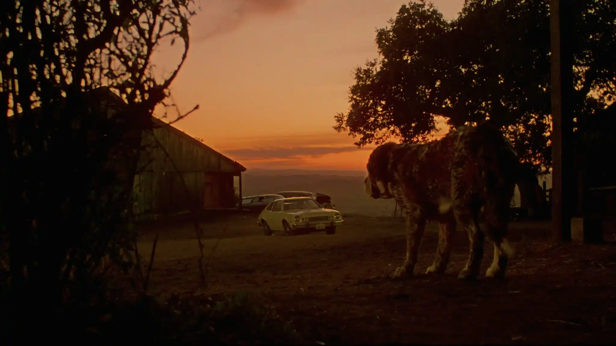 45 Years of Cujo - A trouble St. Bernard stalks a mother and her son