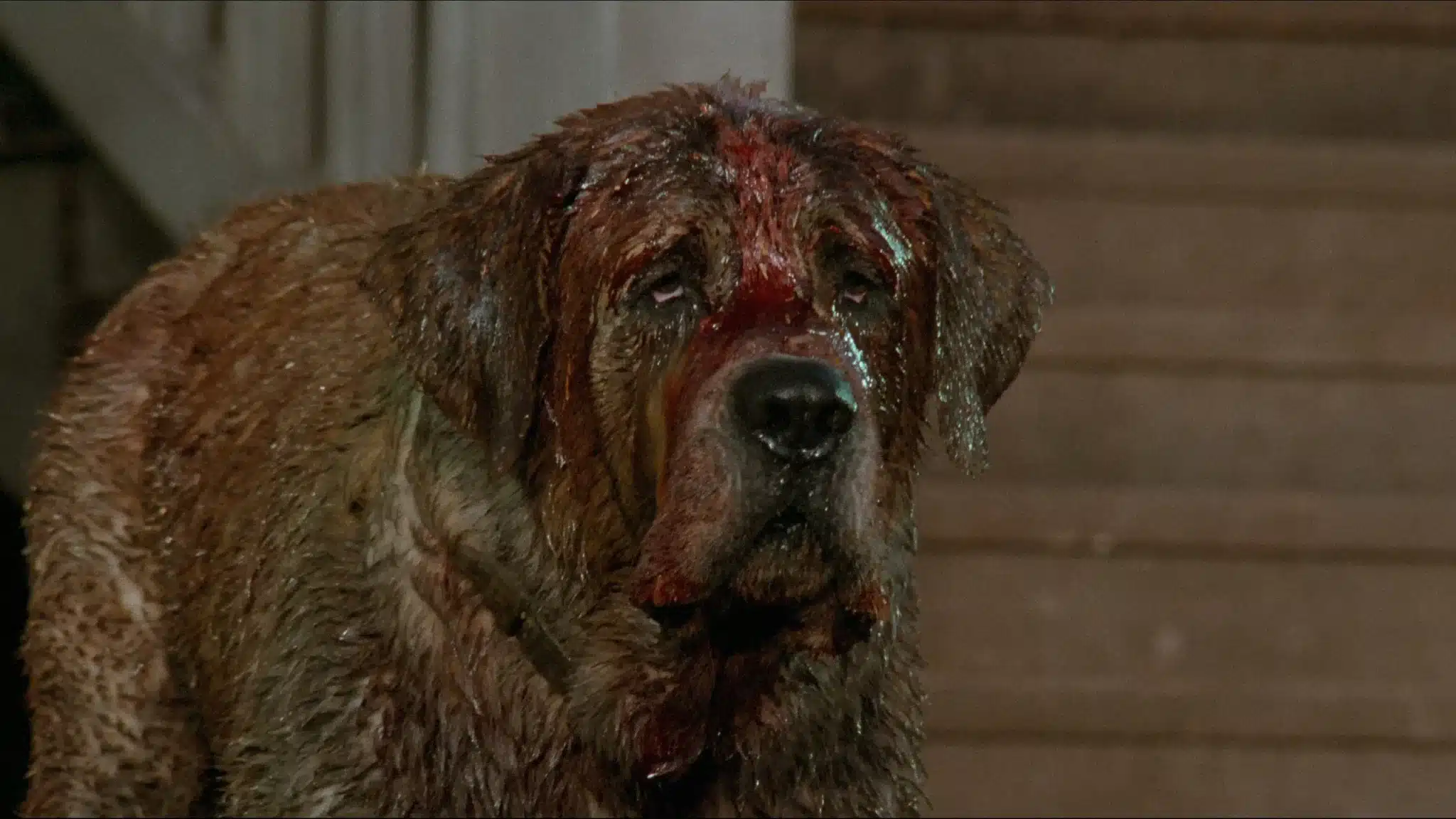 45 Years of Cujo - Cujo drips in bodily fluids as his rabies take hold