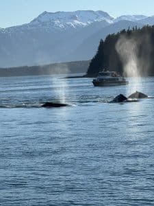 Spooky Alaska - Humback whales swimming in the bay